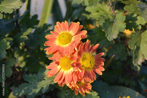 Warm autumn weather with outdoor flowers growing in a home garden. Bright, fluffy yellow, orange, red and brown chrysanthemum flowers with green leaves illuminated by warm autumn sun.
