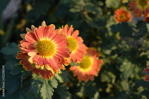 Warm autumn weather with outdoor flowers growing in a home garden. Bright, fluffy yellow, orange, red and brown chrysanthemum flowers with green leaves illuminated by warm autumn sun.