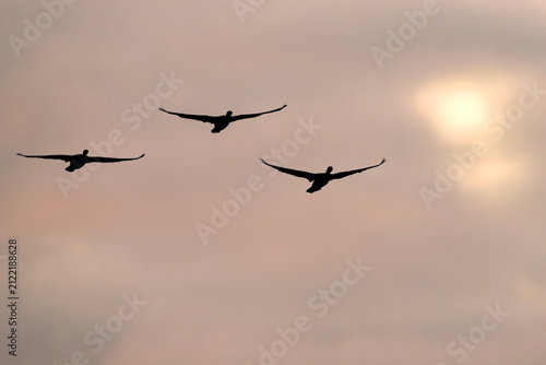Three birds glide in formation against a warm dusk sky, silhouetted cleanly against soft clouds. A natural wildlife moment showing symmetry, coordinated movement, and atmospheric evening light.