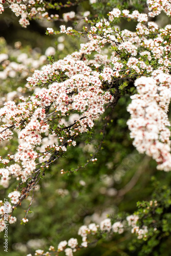 White manuka blossoms lowering in New Zealand native bush. Leptospermum scoparium 