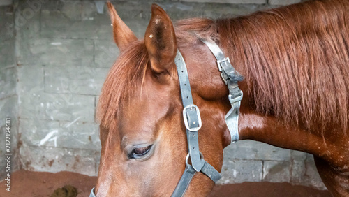 Fotografie portrait of a  brown horse