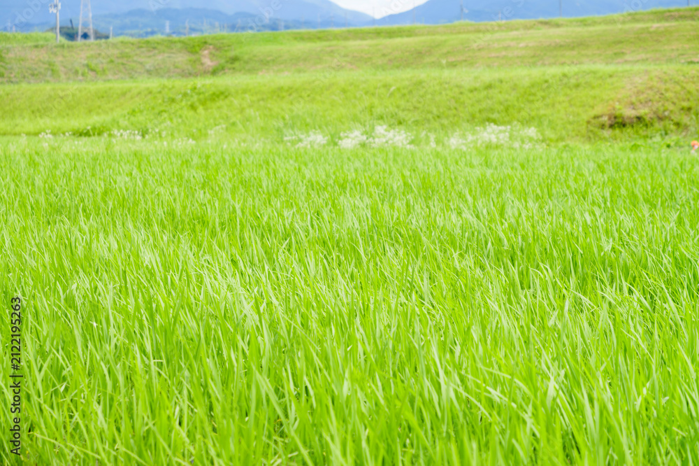 Obraz premium Vibrant green rice plants covering a summer paddy field in rural Japan