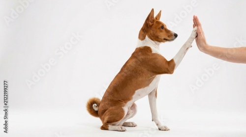 basenji dog giving high five on isolated plain white background