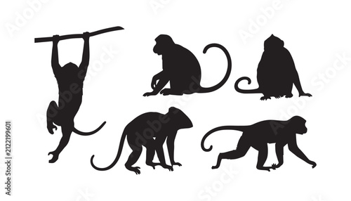 Photography black and white silhouette set of Monkey very high quality vector illustration