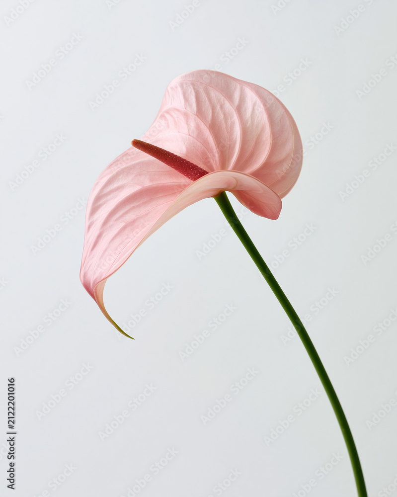 Obraz premium Delicate anthurium flamingo flower blooms in soft pink against a serene backdrop Generative AI