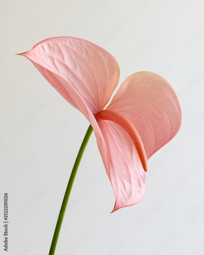 Obraz premium Delicate anthurium flamingo flower blooming gracefully in soft light Generative AI