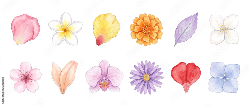 Fototapeta premium Watercolor flowers set visual elements isolated on black background featuring orchid daisy plumeria cherry blossom petals and leaves for floral pattern design spring botanical illustration clip art