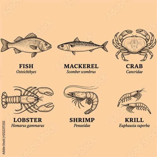 Vintage illustration of various seafood types including fish, mackerel, crab, lobster, shrimp, and krill with scientific names.