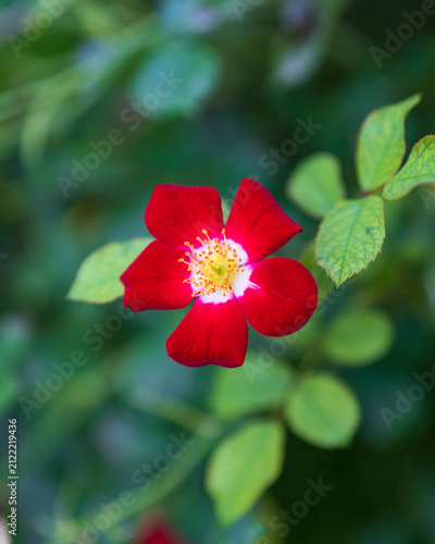 Flowers and Nature