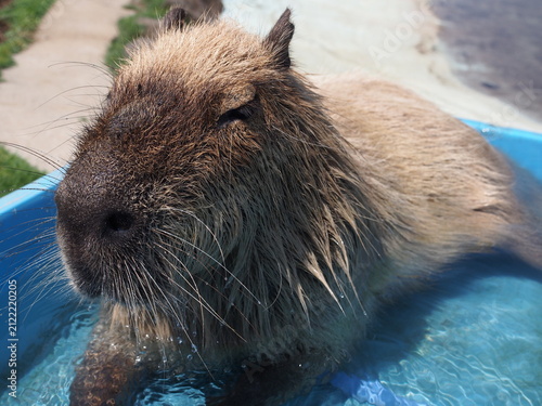 Fotografie 水浴び中のカピバラ