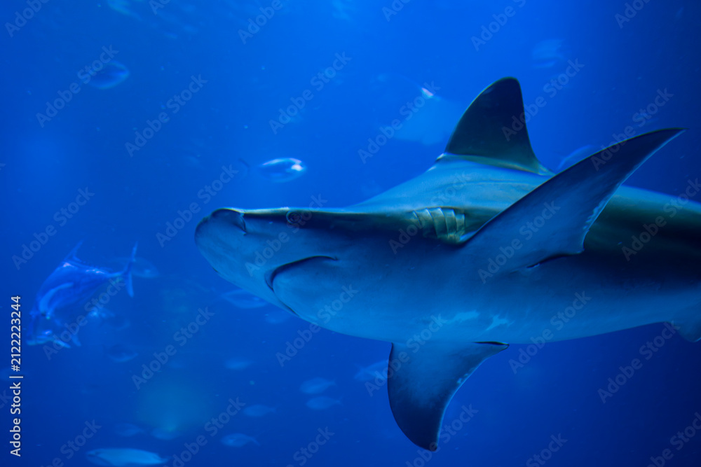 Naklejka premium Hammerhead shark swimming underwater in deep blue ocean