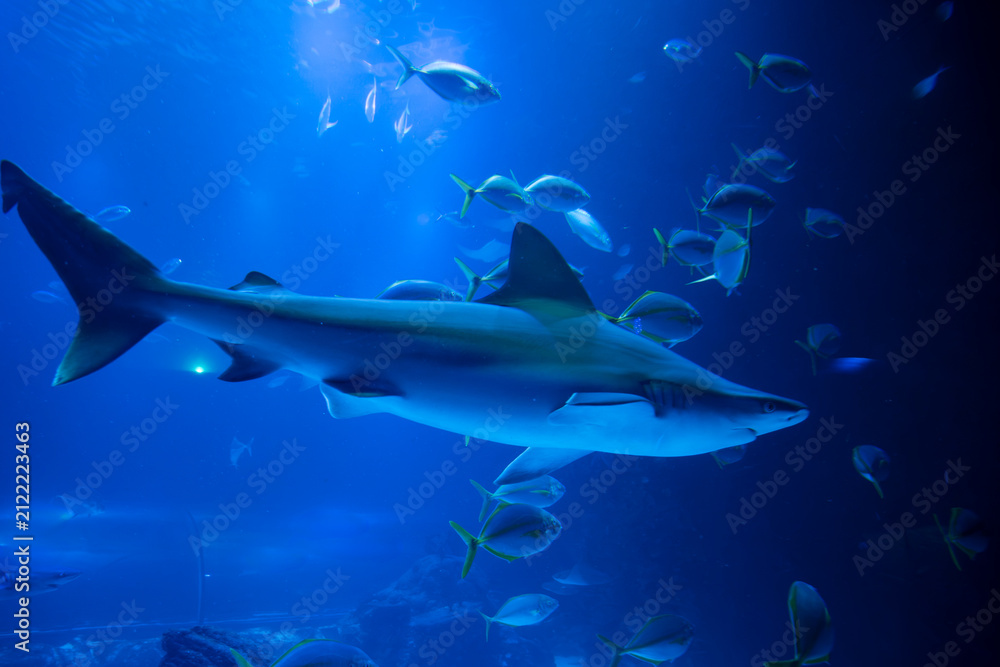 Obraz premium Shark swimming in deep blue water among fish