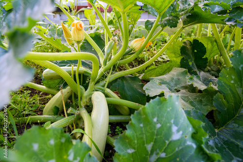 Abundant zucchini plant with several young fruits ready to mature in a summer vegetable bed, suitable for concepts of home gardening, sustainability and farm-to-table food