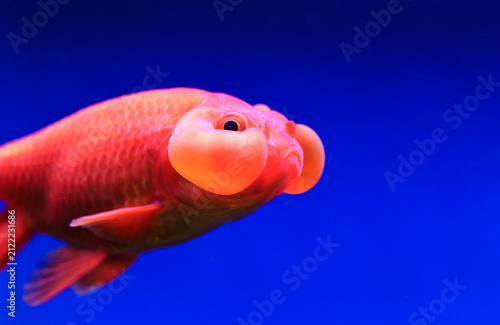 Canvas Print The gaze of a goldfish with chubby cheeks