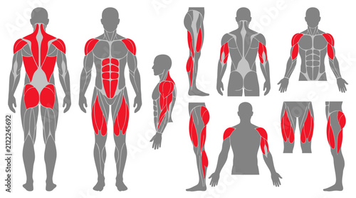 Flat design anatomy diagram showing male muscle groups in red; includes front, back, and side views of torso, legs, and arms for fitness, bodybuilding, or medical education.