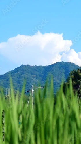 Summer rice field in Japan with cumulonimbus clouds swaying in the wind, Vertical video for smartphone footage
