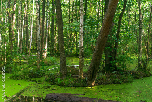 Beautiful summer landscape with swamp in the forest