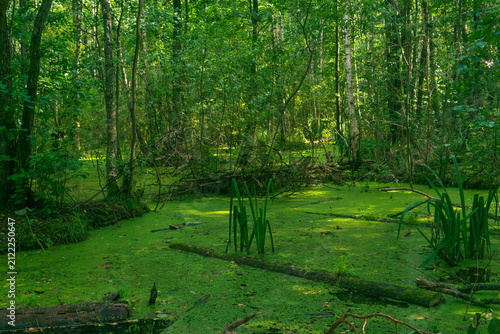 Green swamp with duckweed, trees and bushes in the forest.