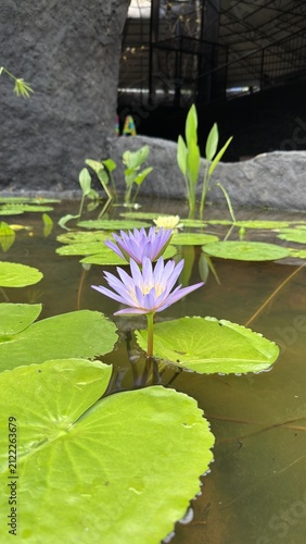 Foto water lily in the pond