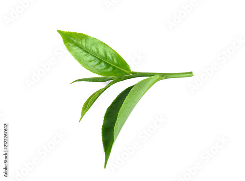 Green tea leaf isolated on white background