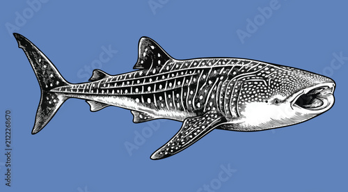 Fotografía Detailed black and white whale shark illustration on blue background
