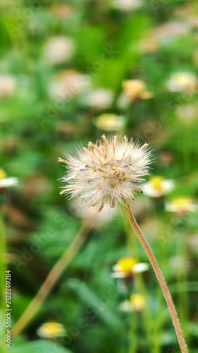 A macro photo of the fuzzy seed head of a wild dandelion or what is commonly known as coatbuttons set against a soft, blurred green meadow background. Nature photography