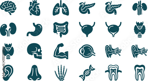 Human biology and organ systems icon set.