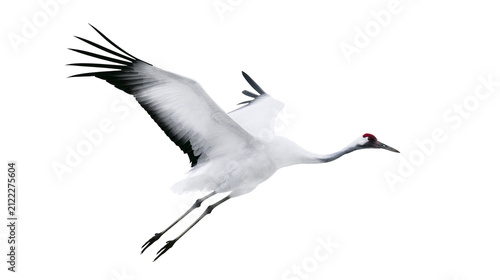Majestic white crane with black wingtips in flight, isolated on transparent background