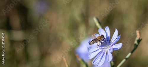 Honey bee with pollen baskets landing on a blue chicory flower close up with soft bokeh background