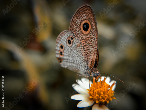 Macro photograph of a brown eyespot butterfly perching and feeding on a small white and yellow wildflower.