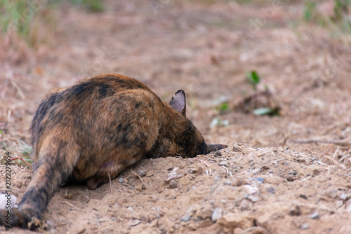 Domestic tortoiseshell cat digging into sandy ground natural outdoor surroundings capturing curious animal behavior playful instinct wildlife inspired pet activity