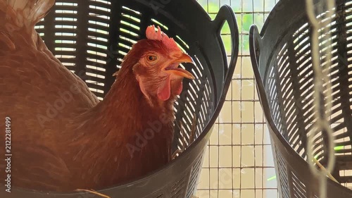 Rhode Island Red hen laying an egg in a nesting box