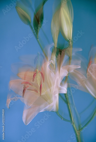 Blue lily flowers with motion blur, soft abstract floral composition, elegant movement effect