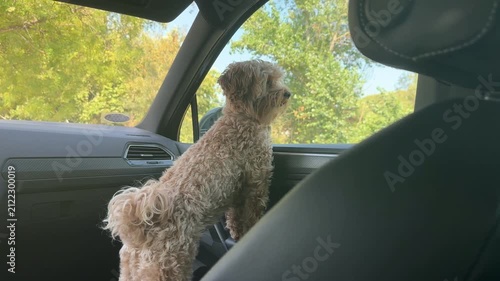 Curly dog gazing out car window, road trip video
