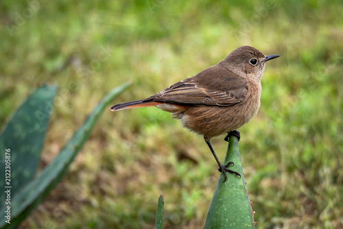 Canvastavla Familiar Chat - Gewone spekvreter(Oenanthe familiaris)