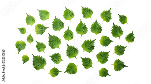 Many fresh green shiso leaves scattered on a clean white background, viewed from above.