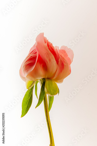 Cuadro en lienzo Beautiful pink rose in soft light showcasing delicate petals and vibrant hues