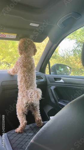 Fluffy poodle dog standing on hind legs in car, video