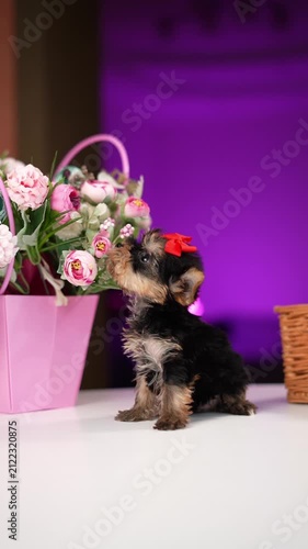 Yorkshire Terrier Puppy Sitting on a white table near a bouquet of flowers. Cute domestic pets