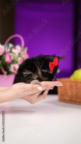 Yorkshire Terrier Puppy Sitting on a white table near a bouquet of flowers. Cute domestic pets