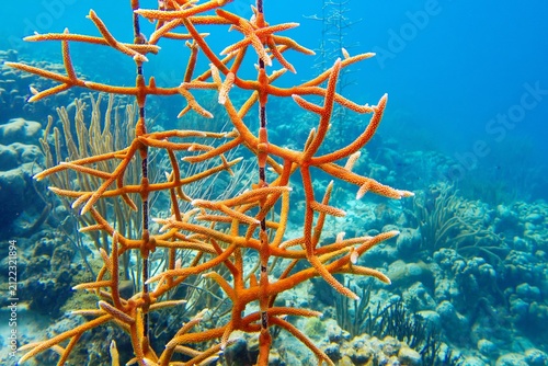 Coral nurserie -  environmental protection concept. Coral colony  fixed on sea bootom structure. Bonaire Caribbean Netherlands.