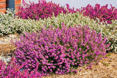 Foto Erica flowers (heath) in multicolored variety