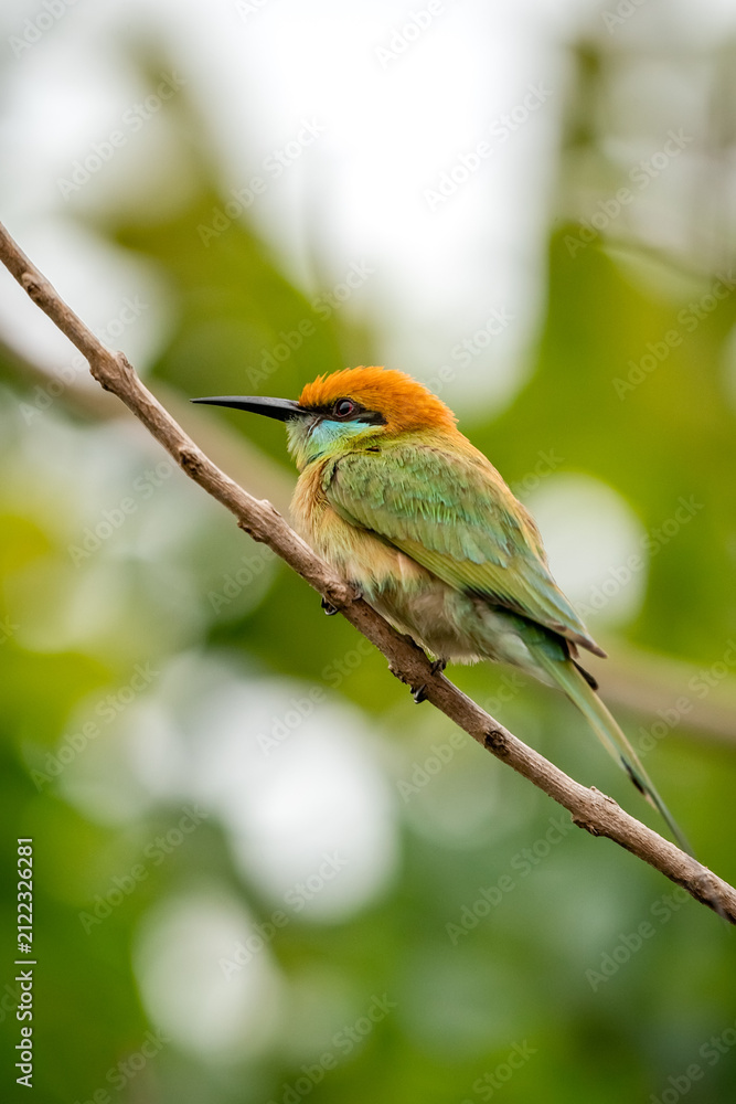 Obraz premium Green Bee-Eater, Little Green bee-eater, Merops Orientalis