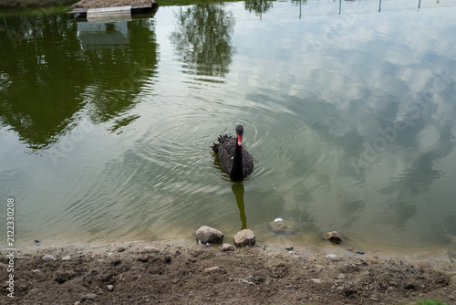Foto Black swan swimming on calm lake beside rocky shoreline and dock