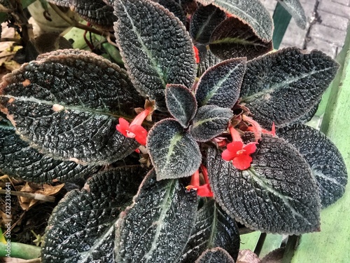 Картината върху платно Characteristics: The leaves are oval-shaped with a distinct, deeply wrinkled texture that feels soft and velvety to the touch