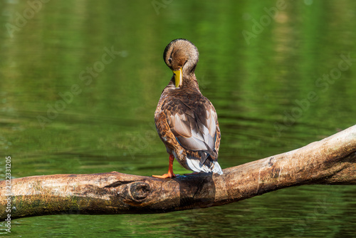 Female mallard (Anas platyrhynchos) preening on a log in the Charca de Suárez Nature Reserve, Motril, Spain