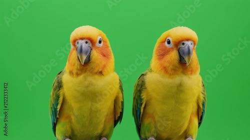 Small yellow parrots perched in a row against a vibrant green backdrop with subtle cinematic motion