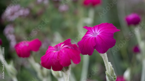 Картината върху платно Bright Magenta Rose Campion Flowers Blooming in a Summer Garden