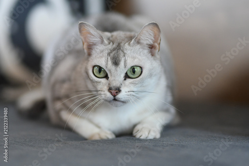 Silver Burmilla Shaded Cat with Green Eyes Resting Indoors, Close-Up Portrait