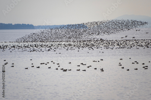 Fotografía Flock of birds gracefully takes flight over tranquil waters at sunset near a coa